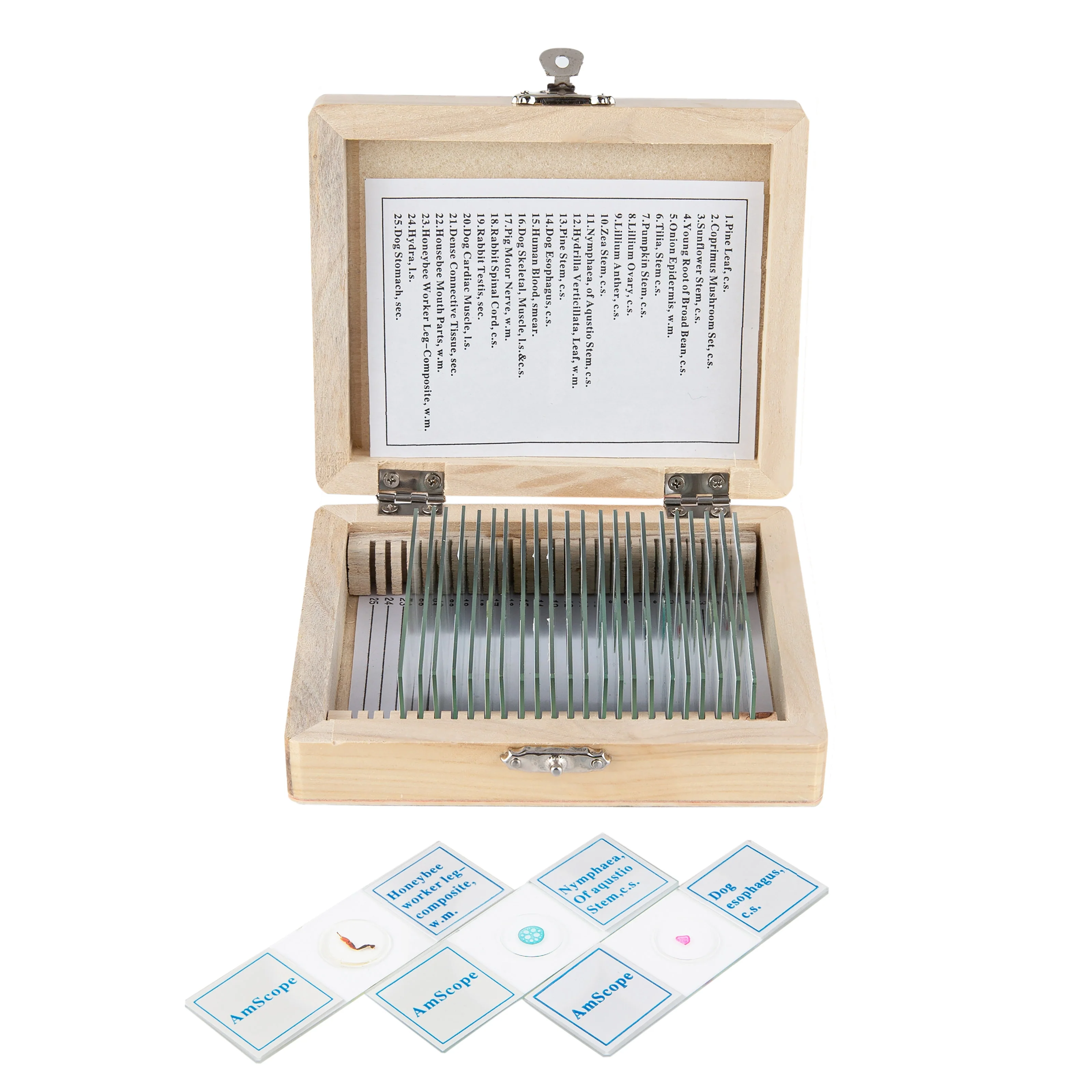AmScope PS25W 25 Glass Prepared Microscope Slides with Wooden Box - Image 2