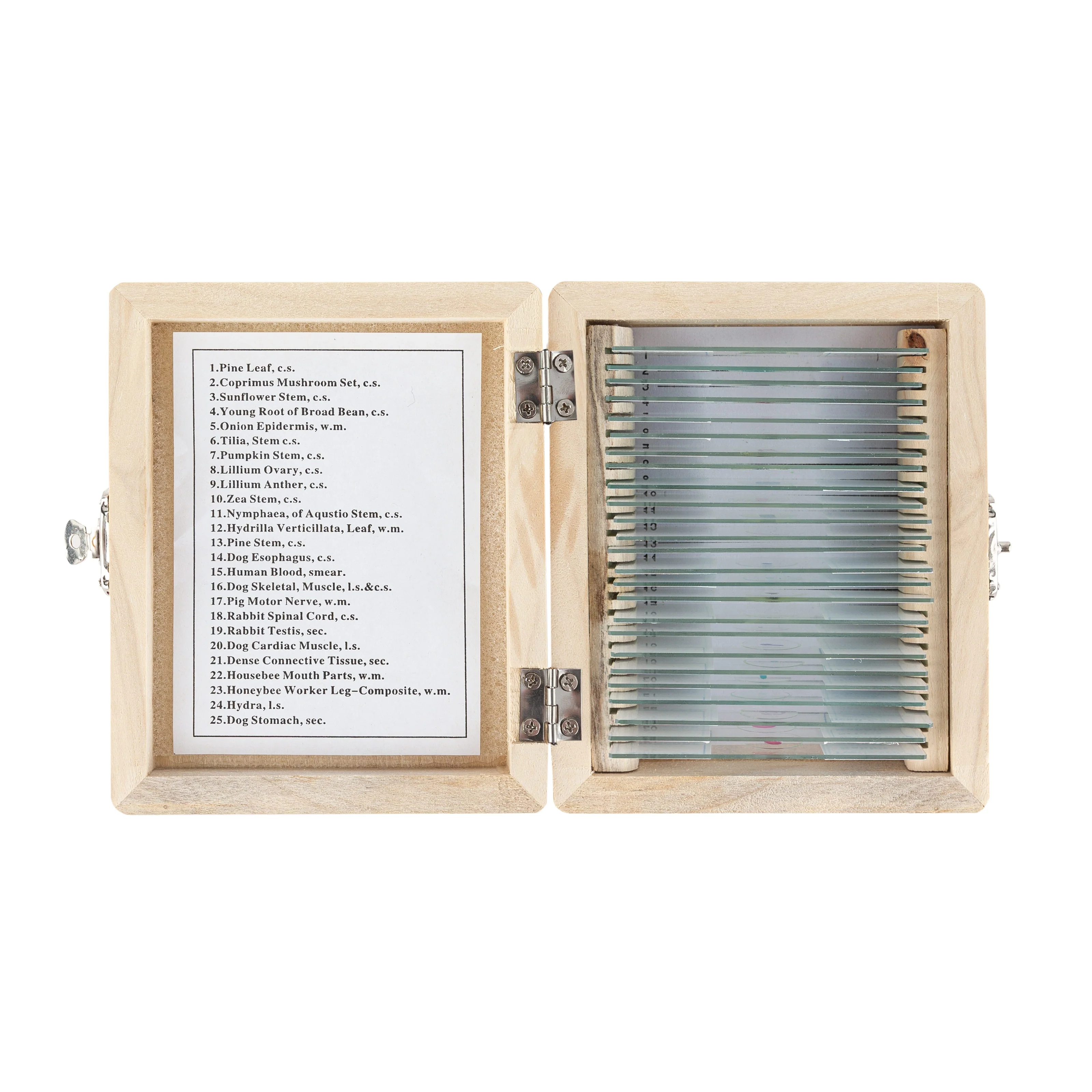 AmScope PS25W 25 Glass Prepared Microscope Slides with Wooden Box - Image 4