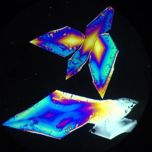 AmScope PZ200 Series Polarizing Binocular Compound Microscope 40X-800X Magnification - Image 9