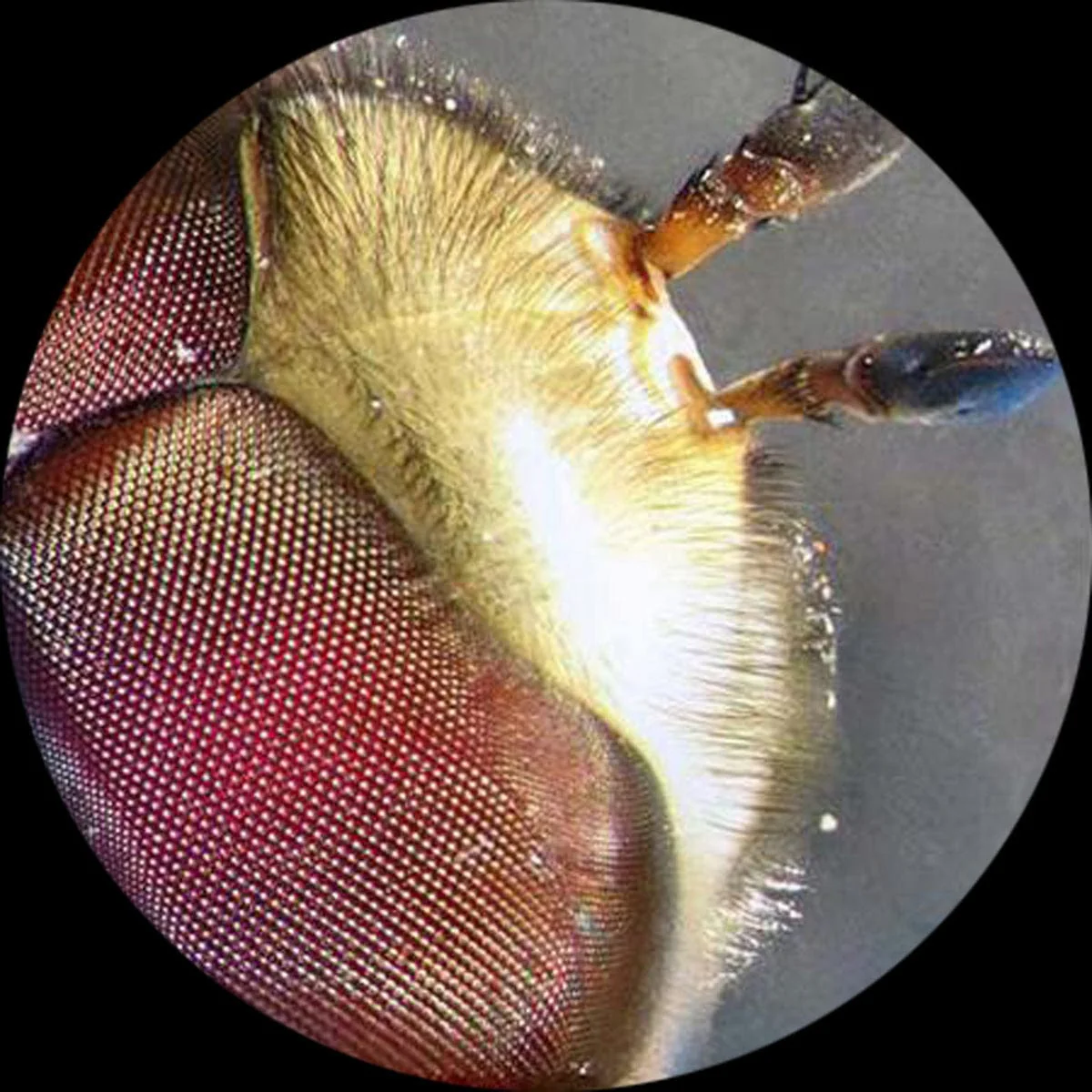 Amscope SE100-LED Stereo Microscope for Kids – 20X–40X LED Illumination Industrial Inspection, PCB & Soldering, Gem & Jewelry - Image 9