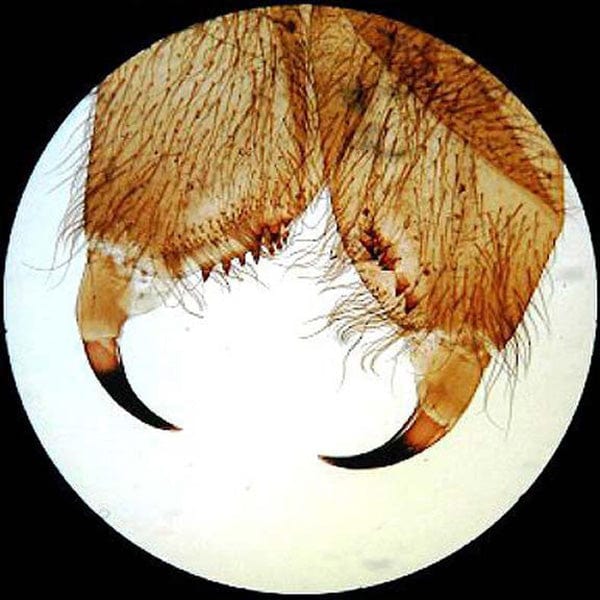 AmScope SE306 Series Compact Multi-Lens Binocular Stereo Microscope 20X-60X Magnification with Reverse Angled Head, Metal Pillar Stand, Top & Bottom Halogen Lighting - Image 8