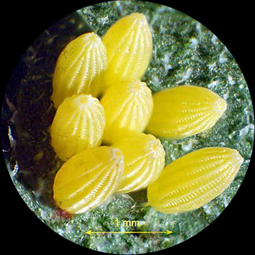 AmScope SM-5 Series Trinocular Stereo Microscope 7X-90X Magnification on Ball Bearing Boom Stand with Ring Light - Image 7