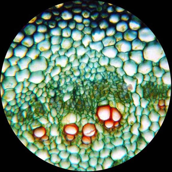 40X-2000X Biological Compound LED Microscope + 10MP Digital Camera - Image 11
