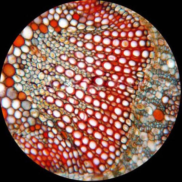 40X-1600X Trinocular Biological Compound Microscope + 1.3MP USB Digital Camera - Image 5