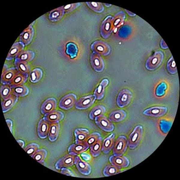 AmScope T690 Series Professional Infinity Plan Phase Contrast Kohler Trinocular Compound Microscope 40X-1500X Magnification - Image 8
