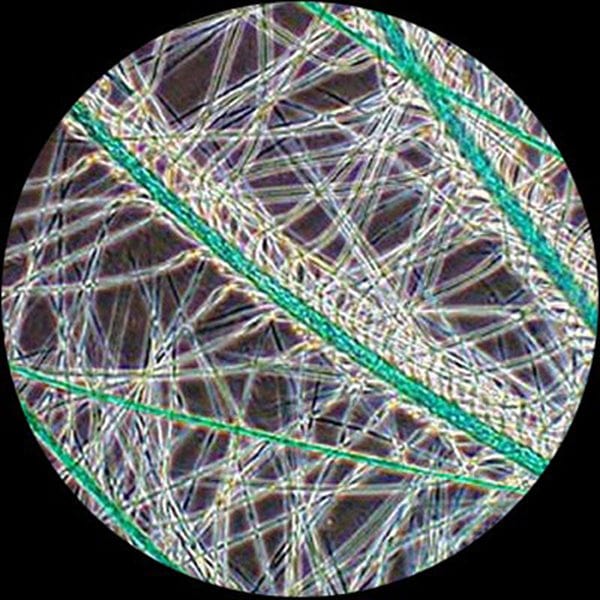 AmScope T690 Series Professional Infinity Plan Phase Contrast Kohler Trinocular Compound Microscope 40X-2500X Magnification - Image 9